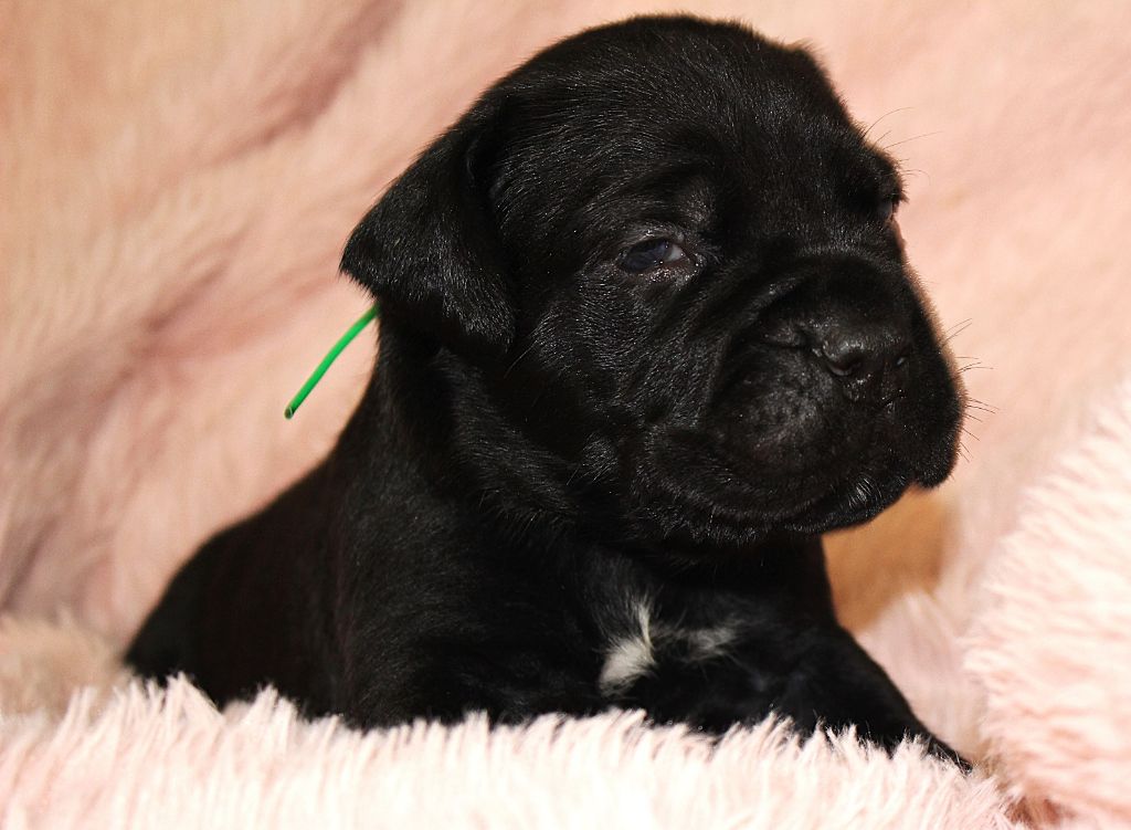 Du Domaine D'hania - Chiot disponible  - Cane Corso