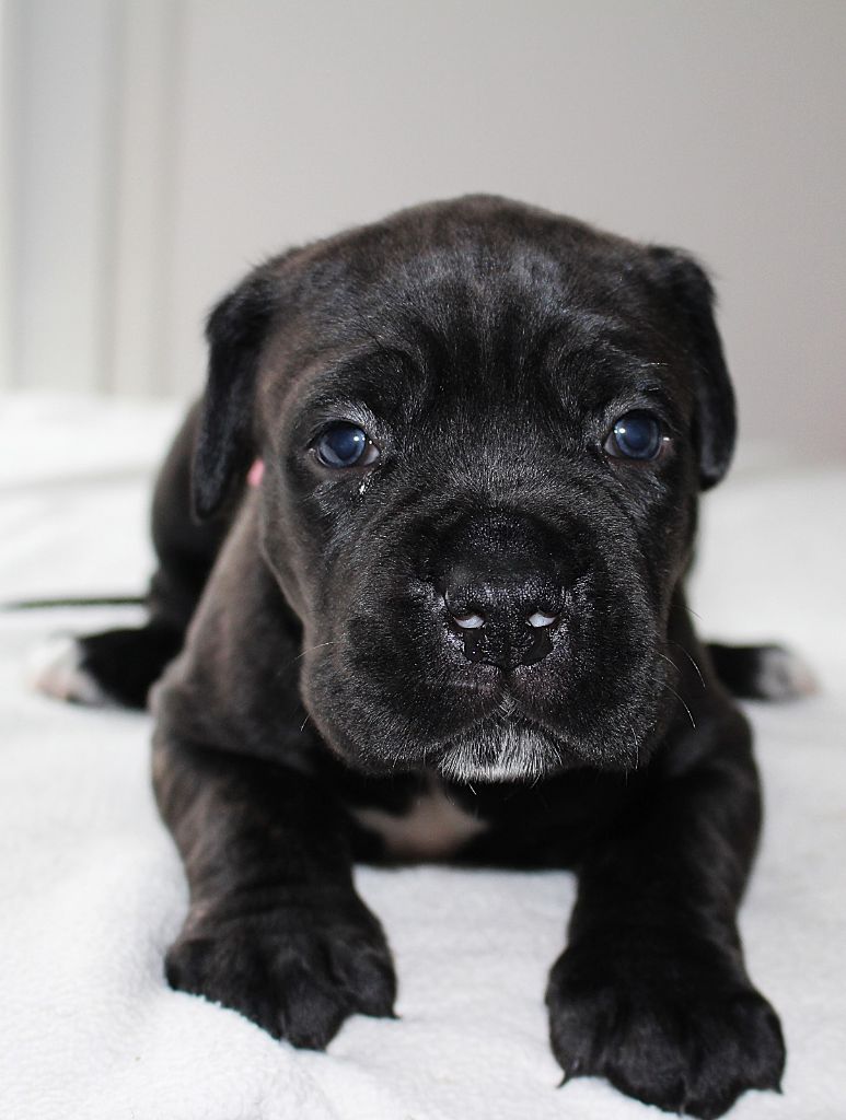 Du Domaine D'hania - Chiot disponible  - Cane Corso