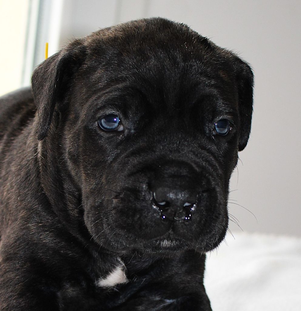 Du Domaine D'hania - Chiot disponible  - Cane Corso