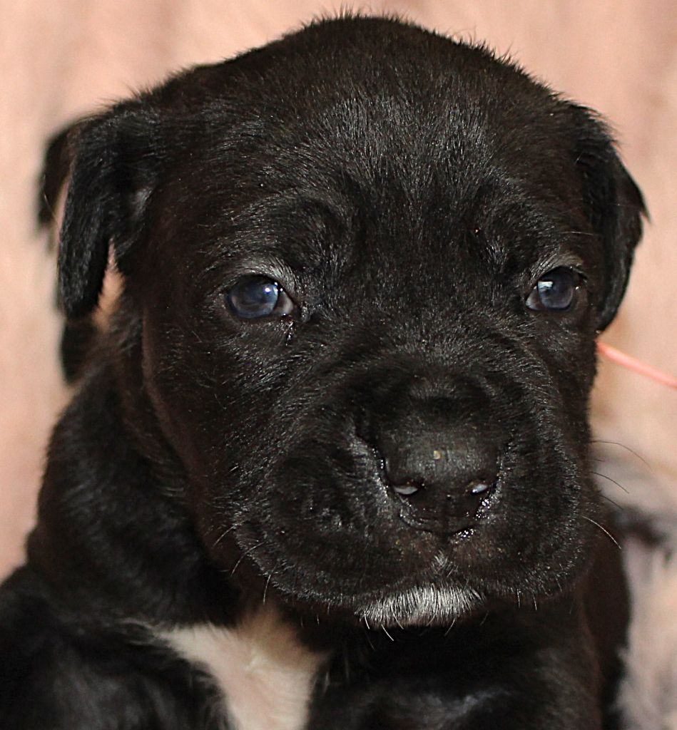 Du Domaine D'hania - Chiot disponible  - Cane Corso