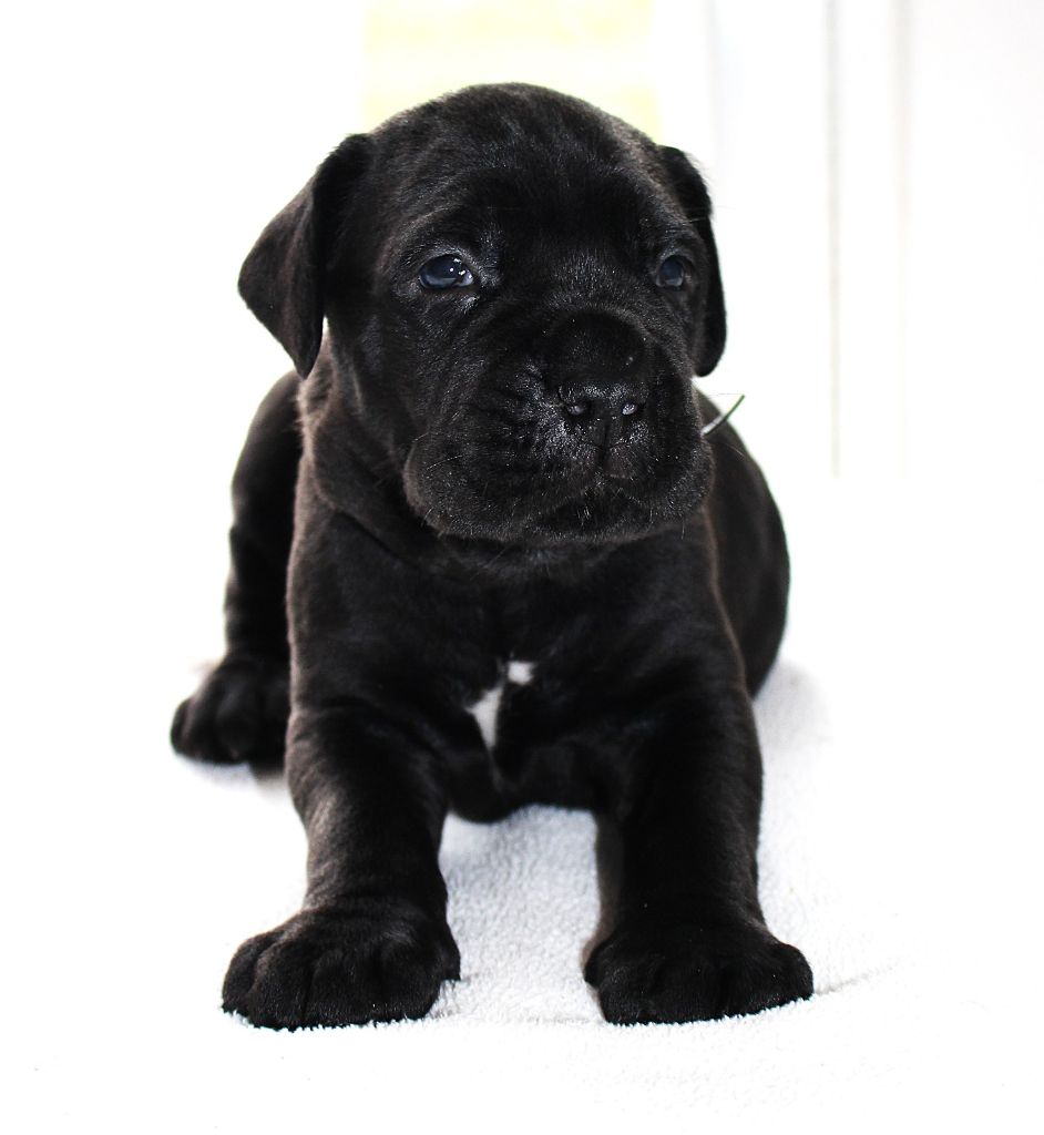 Du Domaine D'hania - Chiot disponible  - Cane Corso