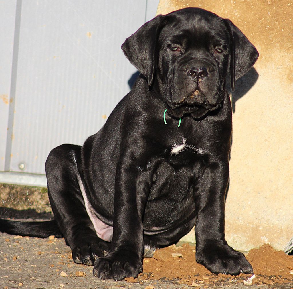 Du Domaine D'hania - Chiot disponible  - Cane Corso