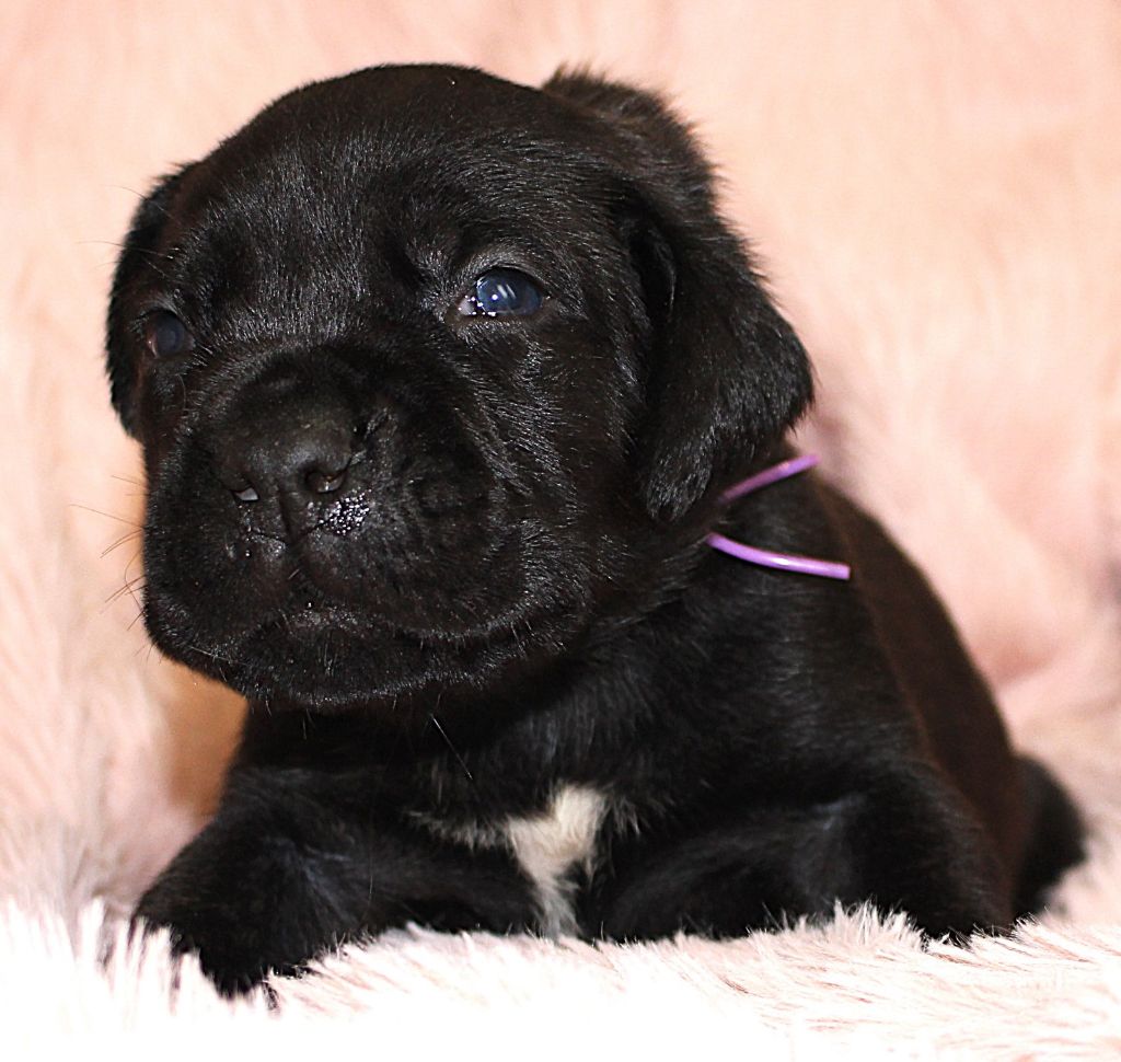 Du Domaine D'hania - Chiot disponible  - Cane Corso