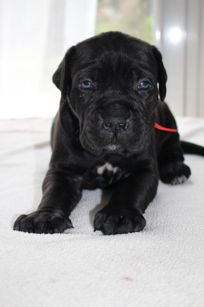 Du Domaine D'hania - Chiot disponible  - Cane Corso