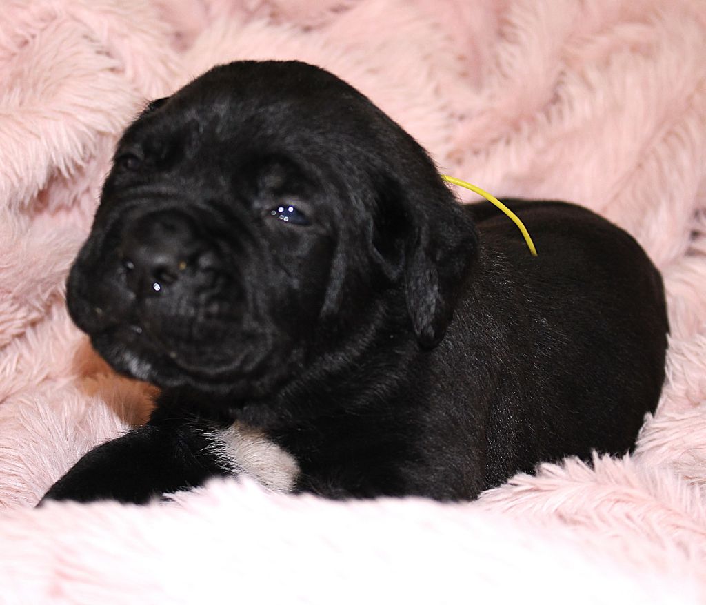 Du Domaine D'hania - Chiot disponible  - Cane Corso