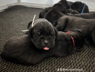 Du Domaine D'hania - Cane Corso - Portée née le 13/11/2024