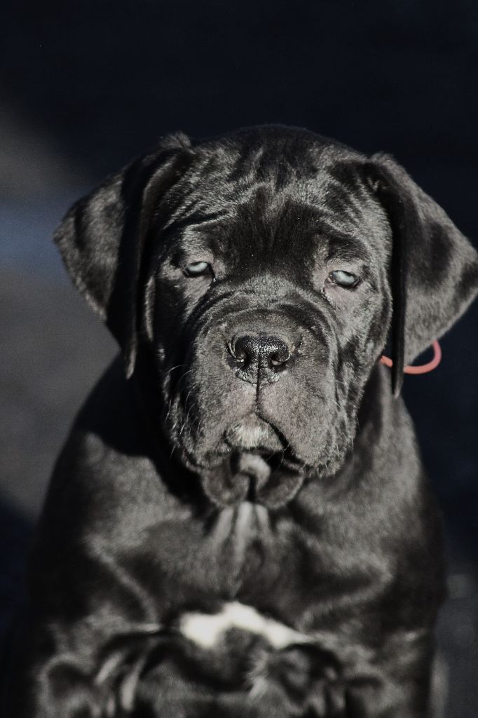 Du Domaine D'hania - Chiot disponible  - Cane Corso