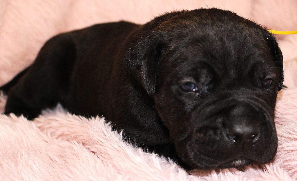 Du Domaine D'hania - Chiot disponible  - Cane Corso