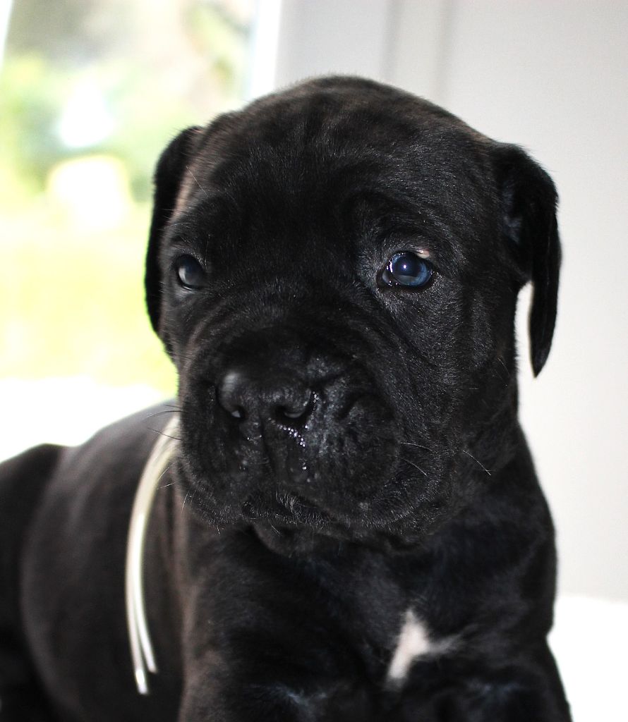 Du Domaine D'hania - Chiot disponible  - Cane Corso