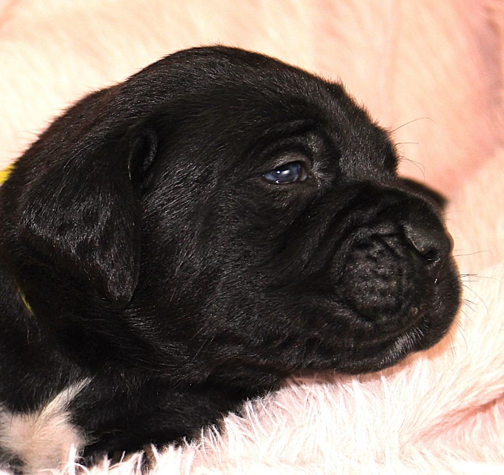 Du Domaine D'hania - Chiot disponible  - Cane Corso