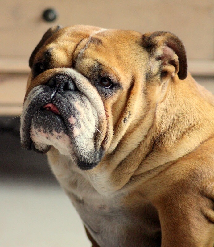 June Des Bulljack Des Bestfriends
