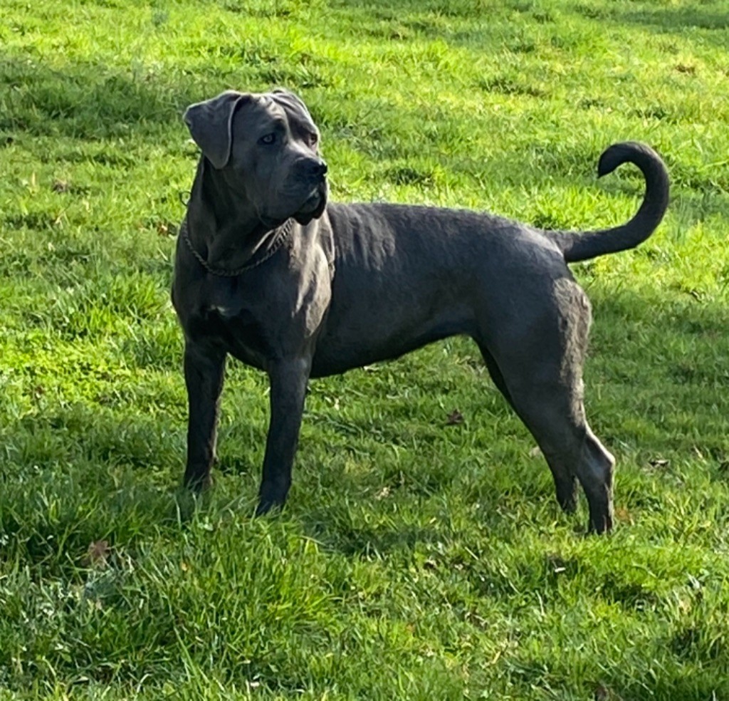 Paloma Du Domaine D'hania
