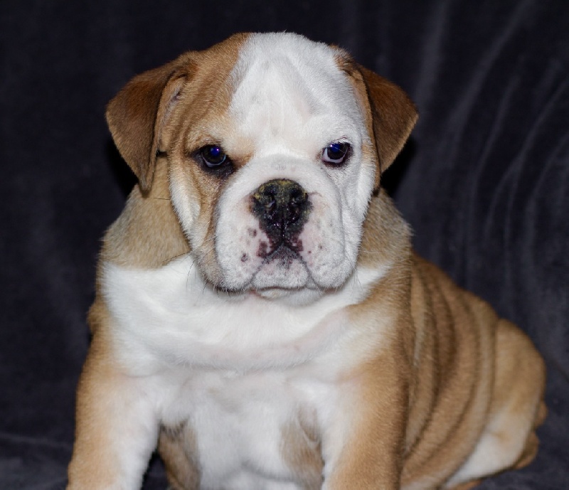 Du Domaine D'hania - Bulldog Anglais - Portée née le 16/01/2016