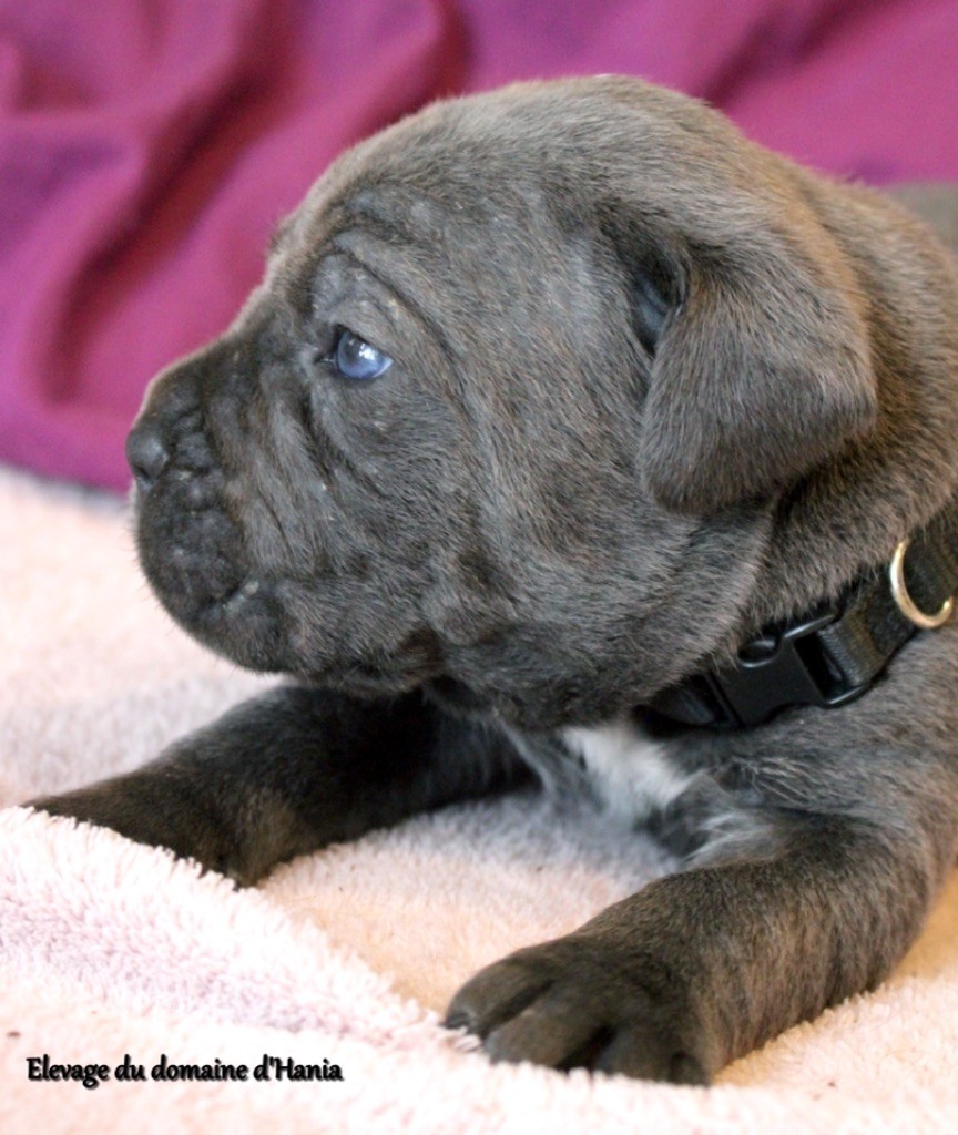 Du Domaine D'hania - Cane Corso - Portée née le 14/02/2022