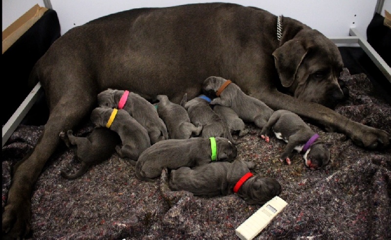 Du Domaine D'hania - Cane Corso - Portée née le 24/06/2014