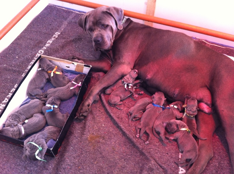 Du Domaine D'hania - Cane Corso - Portée née le 30/10/2013