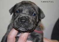 CHIOT