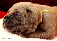 CHIOT
