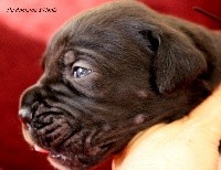 CHIOT