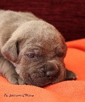 CHIOT