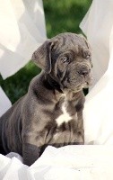 CHIOT