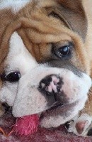 CHIOT
