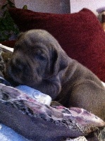 CHIOT