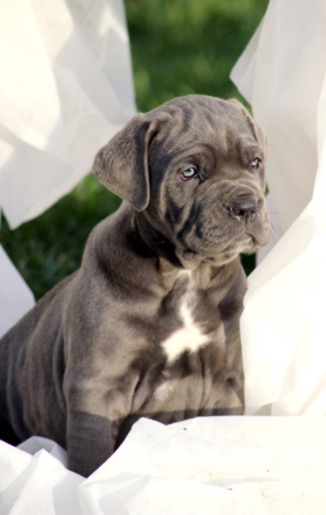 Du Domaine D'hania - Cane Corso - Portée née le 14/11/2019